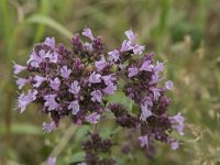 Origanum vulgare 48, Wilde marjolein, Saxifraga-Willem van Kruijsbergen