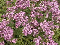 Origanum vulgare 49, Wilde marjolein, Saxifraga-National Botanical Garden of Latvia