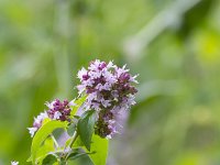 Origanum vulgare 52, Wilde marjolein, Saxifraga-Jan Nijendijk