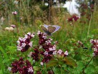 Origanum vulgare 7, Wilde marjolein, Saxifraga-Rudmer Zwerver