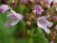 Origanum vulgare 8, Wilde marjolein, Saxifraga-Ab H Baas