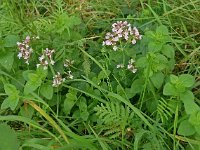 Origanum vulgare 9, Wilde marjolein, Saxifraga-Ab H Baas