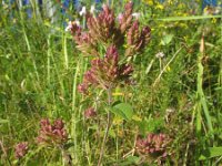 Origanum vulgare ssp prismaticum 24, Saxifraga-Rutger Barendse