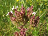 Origanum vulgare ssp prismaticum 26, Saxifraga-Rutger Barendse