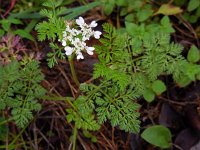 Orlaya daucoides 3, Saxifraga-Ed Stikvoort