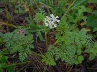 Orlaya daucoides 4, Saxifraga-Ed Stikvoort