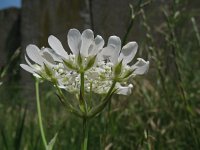 Orlaya grandiflora 10, Straalscherm, Saxifraga-Rutger Barendse