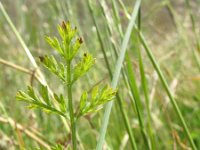 Orlaya grandiflora 11, Straalscherm, Saxifraga-Rutger Barendse