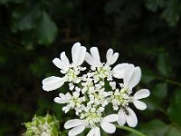 Orlaya grandiflora 13, Straalscherm, Saxifraga-Rutger Barendse