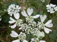 Orlaya grandiflora 15, Straalscherm, Saxifraga-Rutger Barendse