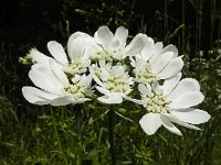 Orlaya grandiflora 21, Straalscherm, Saxifraga-Ed Stikvoort