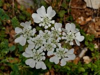 Orlaya grandiflora 26, Straalscherm, Saxifraga-Harry Jans