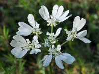 Orlaya grandiflora 27, Straalscherm, Saxifraga-Harry Jans