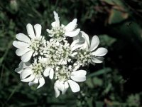 Orlaya grandiflora 3, Straalscherm, Saxifraga-Jan van der Straaten