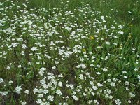 Orlaya grandiflora 6, Straalscherm, Saxifraga-Jasenka Topic