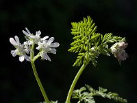 Orlaya grandiflora 8, Straalscherm, Saxifraga-Willem van Kruijsbergen