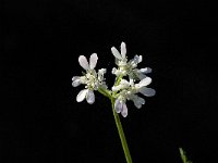 Orlaya grandiflora 9, Straalscherm, Saxifraga-Jan van der Straaten