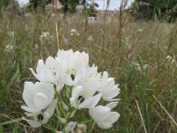 Ornithogalum arabicum 5, Saxifraga-Rutger Barendse