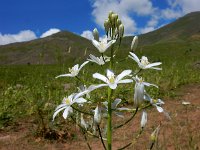 Ornithogalum arcuatum