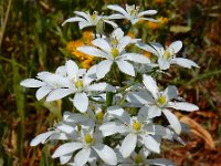 Ornithogalum arcuatum 10, Saxifraga-Ed Stikvoort