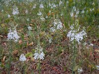 Ornithogalum arcuatum 2, Saxifraga-Ed Stikvoort