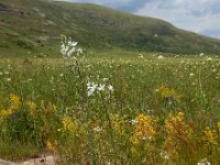 Ornithogalum arcuatum 4, Saxifraga-Ed Stikvoort