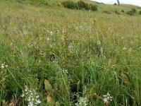 Ornithogalum arcuatum 7, Saxifraga-Ed Stikvoort