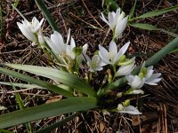 Ornithogalum broteroi 3, Saxifraga-Ed Stikvoort