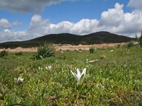 Ornithogalum collinum 3, Saxifraga-Jeroen Willemsen