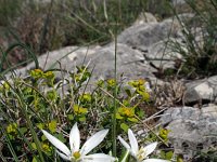 Ornithogalum collinum 7, Saxifraga-Jeroen Willemsen