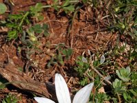 Ornithogalum collinum 8, Saxifraga-Jeroen Willemsen