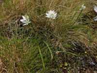 Ornithogalum concinnum 10, Saxifraga-Ed Stikvoort