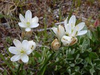 Ornithogalum concinnum 11, Saxifraga-Ed Stikvoort