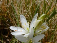 Ornithogalum concinnum 12, Saxifraga-Ed Stikvoort