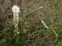 Ornithogalum concinnum 13, Saxifraga-Ed Stikvoort