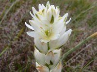 Ornithogalum concinnum 14, Saxifraga-Ed Stikvoort