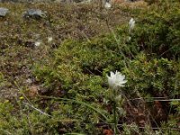 Ornithogalum concinnum 3, Saxifraga-Ed Stikvoort