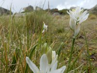 Ornithogalum concinnum 7, Saxifraga-Ed Stikvoort