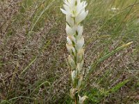 Ornithogalum concinnum 8, Saxifraga-Ed Stikvoort