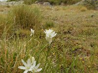 Ornithogalum concinnum 9, Saxifraga-Ed Stikvoort