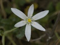 Ornithogalum exscapum 3, Saxifraga-Willem van Kruijsbergen