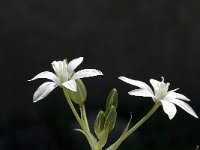 Ornithogalum exscapum 4, Saxifraga-Jan van der Straaten