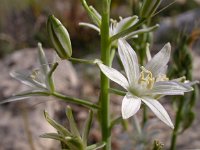 Ornithogalum narbonense 11, Saxifraga-Ed Stikvoort