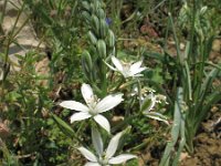 Ornithogalum narbonense 2, Saxifraga-Rutger Barendse