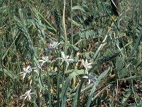 Ornithogalum narbonense 3, Saxifraga-Jan van der Straten