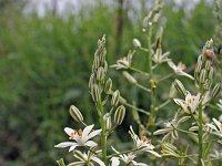 Ornithogalum narbonense 4, Saxifraga-Jeroen Willemsen