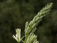 Ornithogalum narbonense 5, Saxifraga-Jan van der Straaten