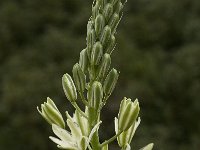 Ornithogalum narbonense 6, Saxifraga-Willem van Kruijsbergen