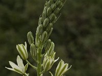 Ornithogalum narbonense 7, Saxifraga-Willem van Kruijsbergen