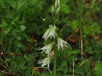 Ornithogalum nutans 10, Saxifraga-Harry Jans